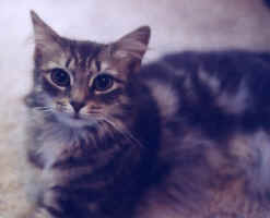 Carley05.jpg (28676 bytes)